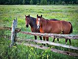 Two Horses_P1150199-201